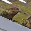 Fjordland - Westcoast - Abel Tasman (022)